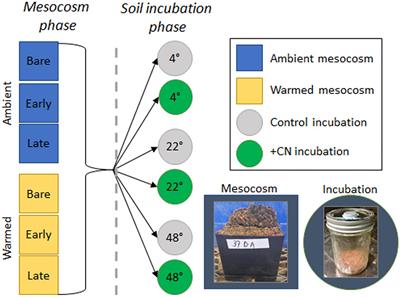 Modest Residual Effects of Short-Term Warming, Altered Hydration, and Biocrust Successional State on Dryland Soil Heterotrophic Carbon and Nitrogen Cycling